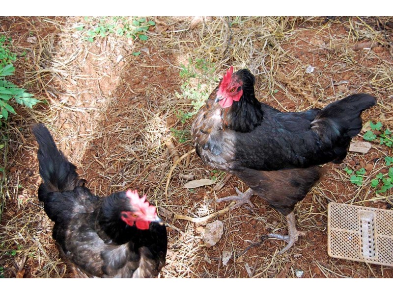 Tamborine Mountain QLD 4272