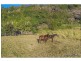 45 The Shelf Road, Tamborine Mountain QLD 4272