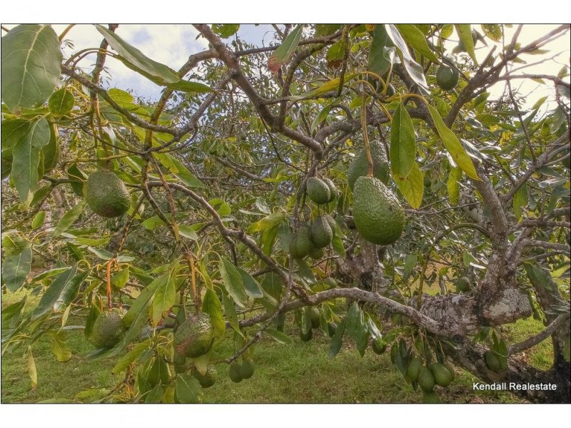 68 Alpine Terrace, Tamborine Mountain QLD 4272