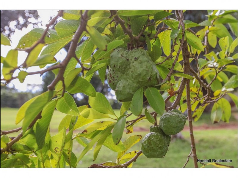 68 Alpine Terrace, Tamborine Mountain QLD 4272