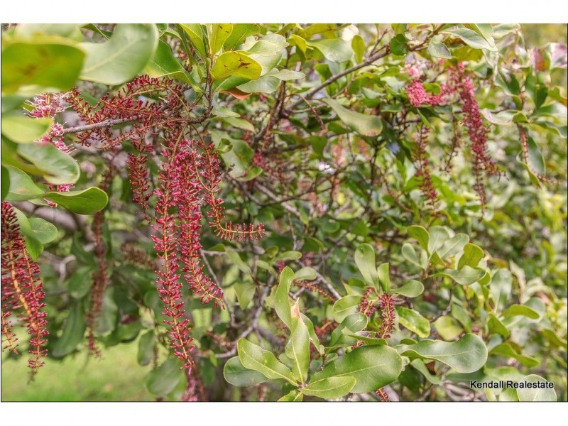 68 Alpine Terrace, Tamborine Mountain QLD 4272