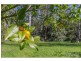 124 Sierra Drive, Tamborine Mountain QLD 4272