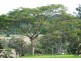 109 Rowe Rd, Ferny Glen QLD 4275
