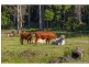 110 The Shelf Road, Tamborine Mountain QLD 4272