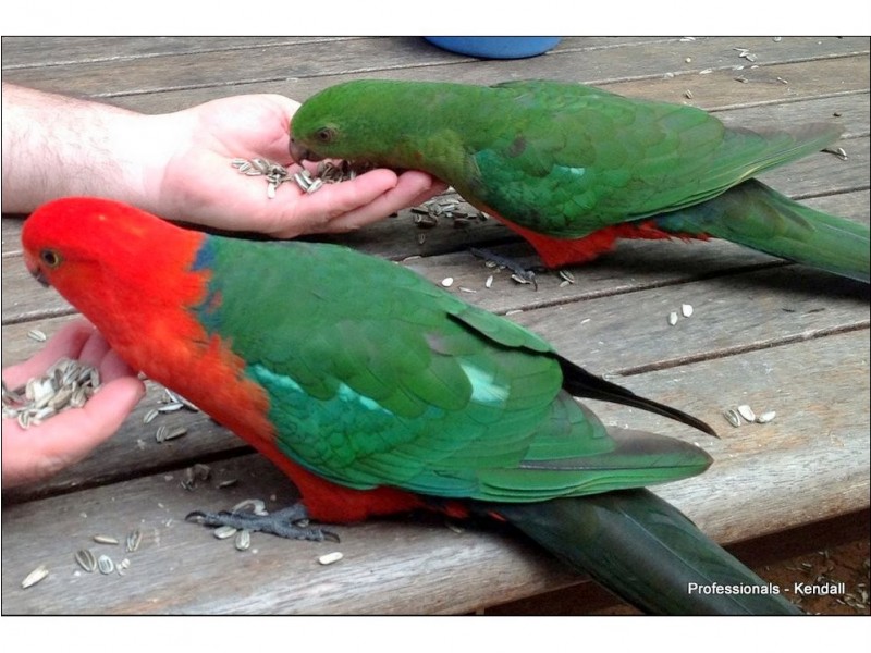 4-6 Cayambe Court, Eagle Heights QLD 4271