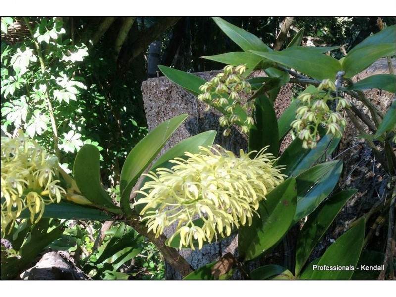 4-6 Cayambe Court, Eagle Heights QLD 4271