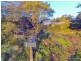 641 Main Western Road, Tamborine Mountain QLD 4272