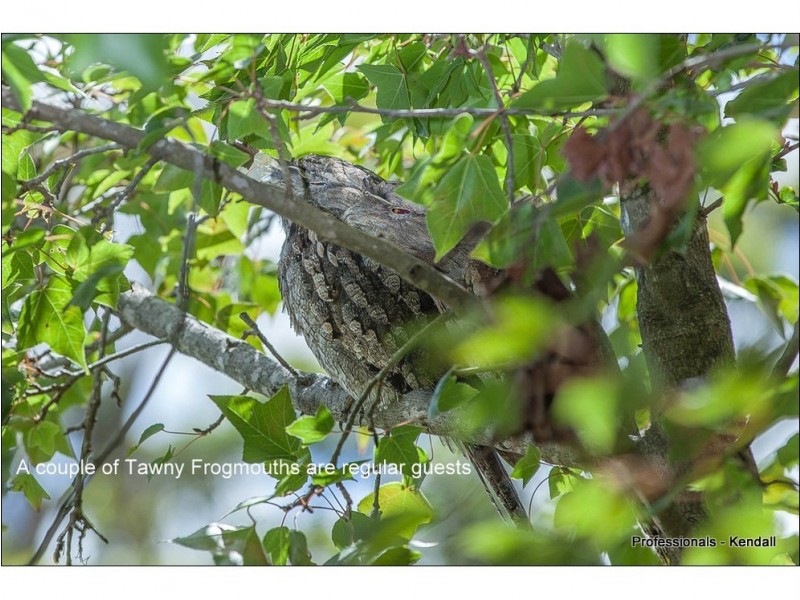 14 Orchis Drive, Eagle Heights QLD 4271