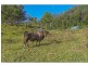 429A Main Western Road, Tamborine Mountain QLD 4272