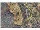 429A Main Western Road, Tamborine Mountain QLD 4272