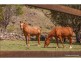 590 Illinbah Road, Illinbah QLD 4275