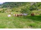 590 Illinbah Road, Illinbah QLD 4275