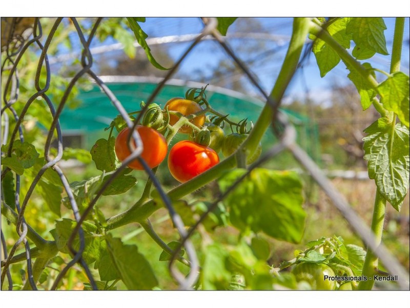 415 Main Western Road, Tamborine Mountain QLD 4272