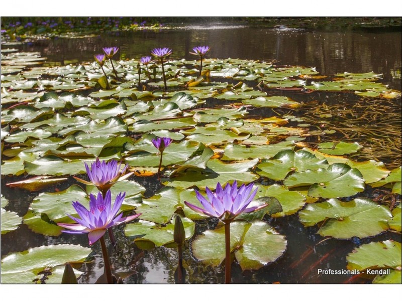 90 Main Western Road, Tamborine Mountain QLD 4272