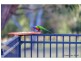 9 Tequesta Drive, Beaudesert QLD 4285