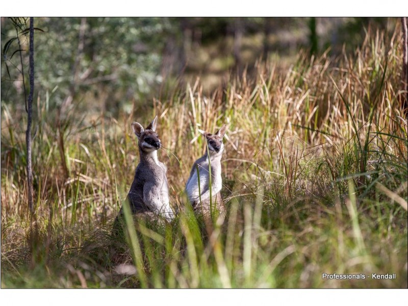1625 Tamborine-Oxenford Road, Tamborine Mountain QLD 4272