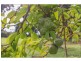68 Alpine Terrace, Tamborine Mountain QLD 4272