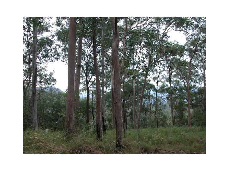 262 MacDonnell Road, Tamborine Mountain QLD 4272