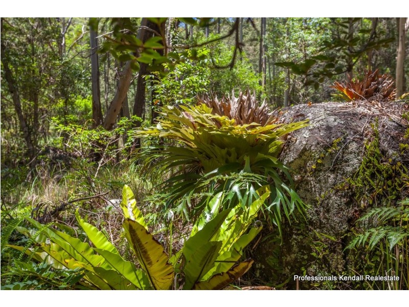905M Main Western Road, Tamborine Mountain QLD 4272