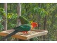 30 Java Court, Tamborine Mountain QLD 4272