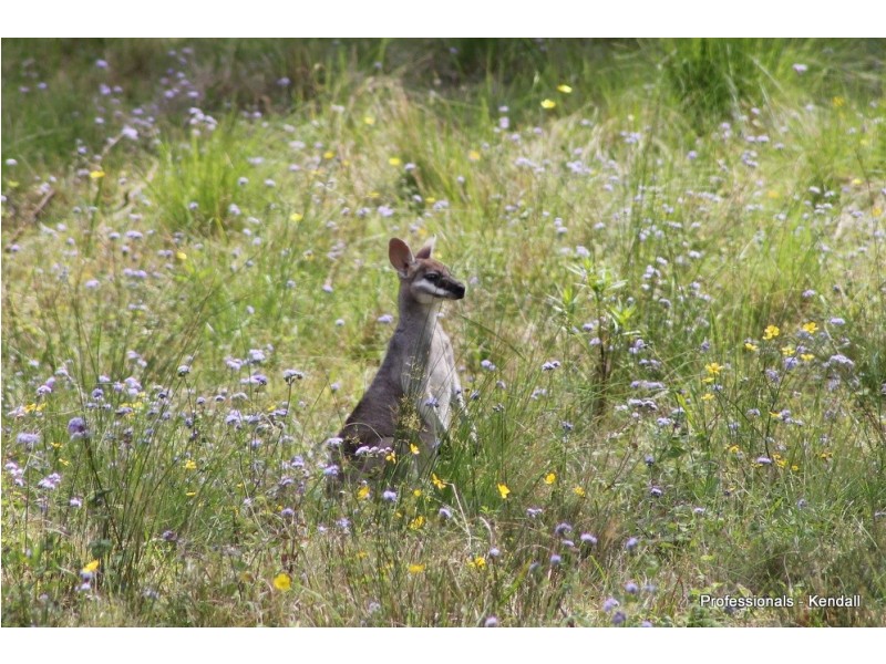 905A Main Western Road, Tamborine Mountain QLD 4272