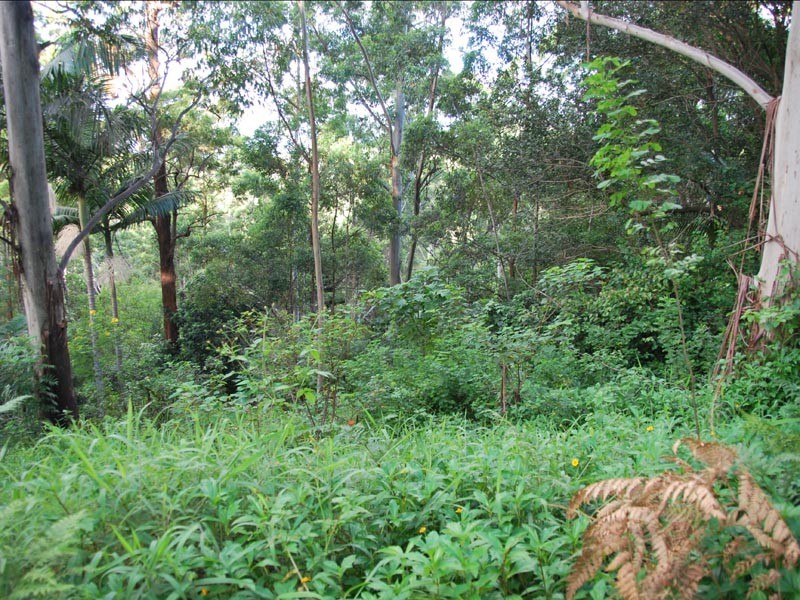 75 Contour Road, Tamborine Mountain QLD 4272