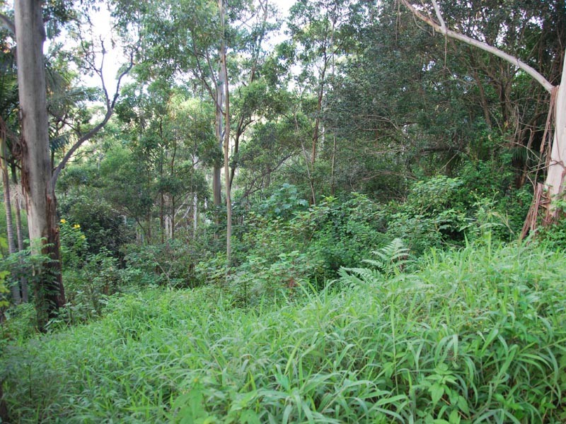 75 Contour Road, Tamborine Mountain QLD 4272