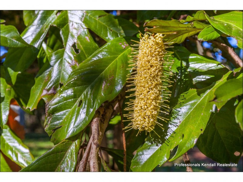 658 Main Western Rd, Tamborine Mountain QLD 4272