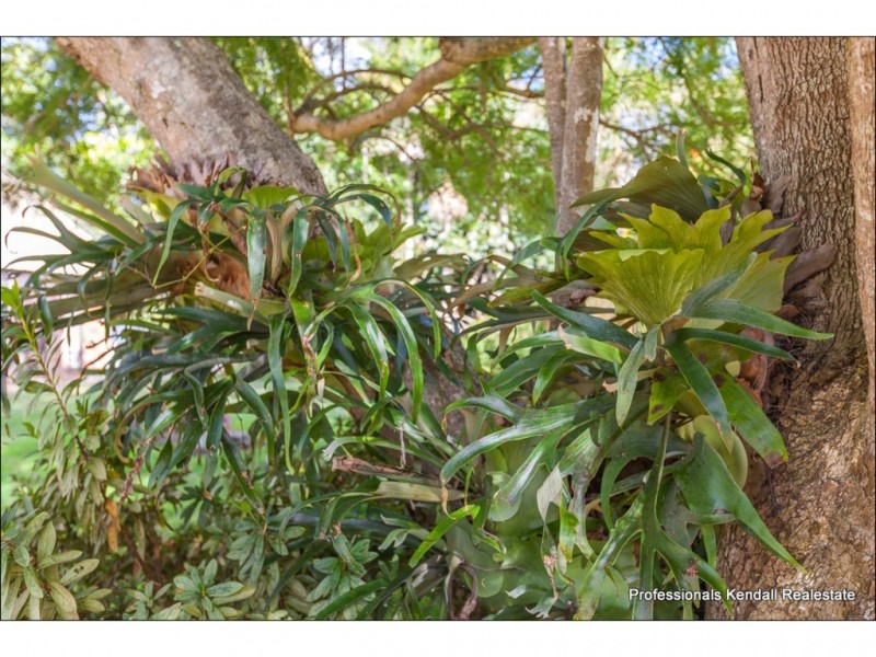 67 Sierra Drive, Tamborine Mountain QLD 4272