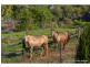 Lot 7 / 163 Curtis Road, Tamborine Mountain QLD 4272