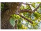 135 Eagle Heights Road, Tamborine Mountain QLD 4272