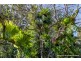 Lot 1 / 135 Eagle Heights Road, Tamborine Mountain QLD 4272