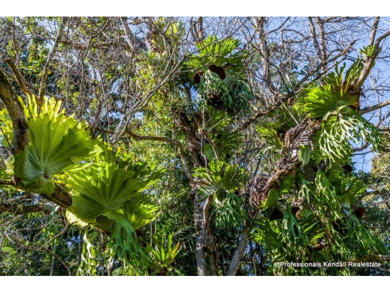 Lot 1 / 135 Eagle Heights Road, Tamborine Mountain QLD 4272