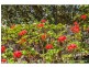 2/14-18 Yuulong Road, Tamborine Mountain QLD 4272