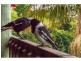 52 Paradise Drive, Tamborine Mountain QLD 4272