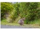 Lot 148 Jourdana Drive, Wongawallan QLD 4210