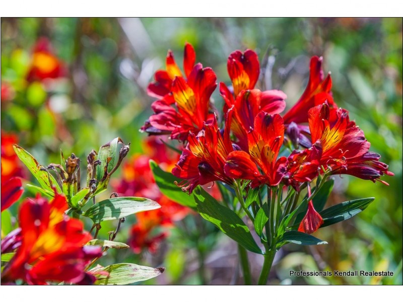 22 Munro Court, Tamborine Mountain QLD 4272