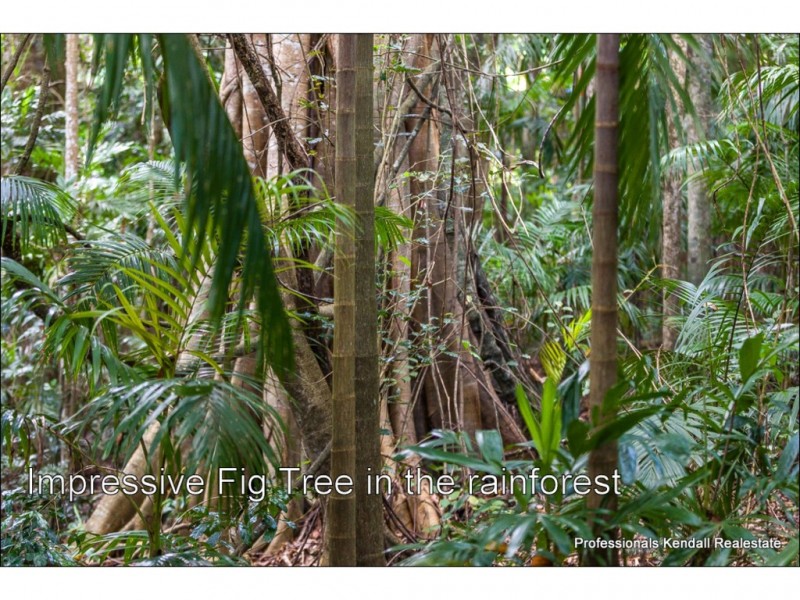 98 Geissmann Drive, Tamborine Mountain QLD 4272