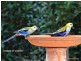 7 Erebus Court, Tamborine Mountain QLD 4272