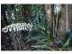 362 Main Western Road, Tamborine Mountain QLD 4272