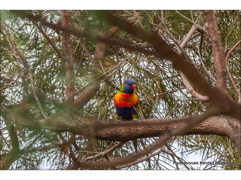 61 North Street, Tamborine Mountain QLD 4272