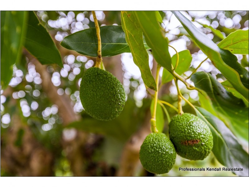 61 North Street, Tamborine Mountain QLD 4272