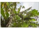 Lot 97 – 2-16 St Bernard Street, Tamborine Mountain QLD 4272