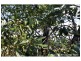 Lot 98 – 2-16 St Bernard Street, Tamborine Mountain QLD 4272