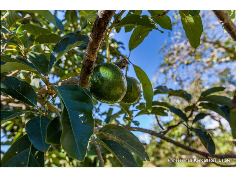 59 Benowa Street, Tamborine Mountain QLD 4272