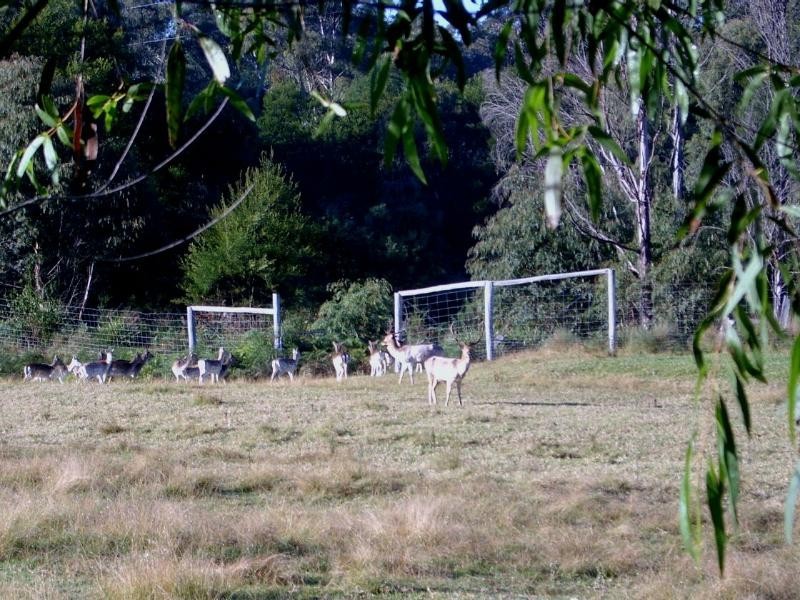 172 North Bumbo Fire Trail, Turlinjah NSW 2537