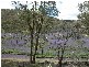 Lot 11 Ferndale Road, Woomargama NSW 2644