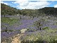 Lot 11 Ferndale Road, Woomargama NSW 2644