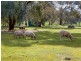 122 Adams Street, Jindera NSW 2642