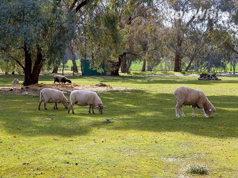 122 Adams Street, Jindera NSW 2642